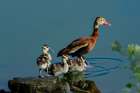 USA, Texas, Hidalgo County. Edinburg Scenic Wetlands, black-bellied whistling ducking and brood Art Print